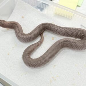 超級北極瑞士巧克力超級康達